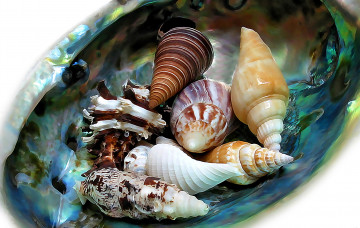 Картинка рисованные -+другое ракушки