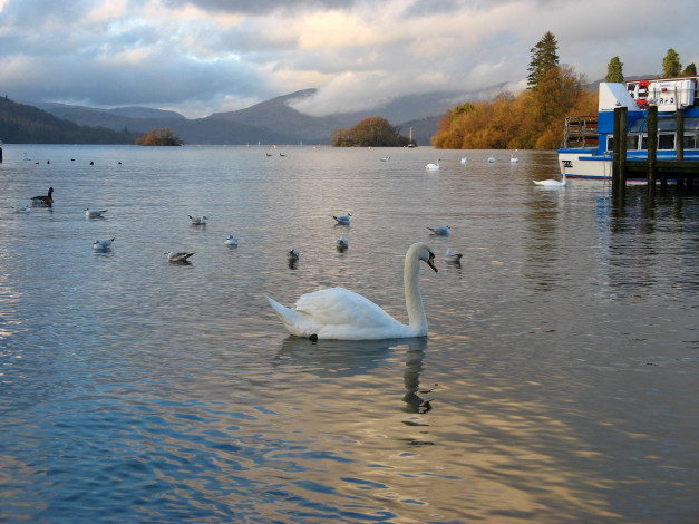 Обои картинки фото животные, лебеди, вода, небо, облака