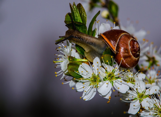 Обои картинки фото животные, улитки, улитка, цветы, макро