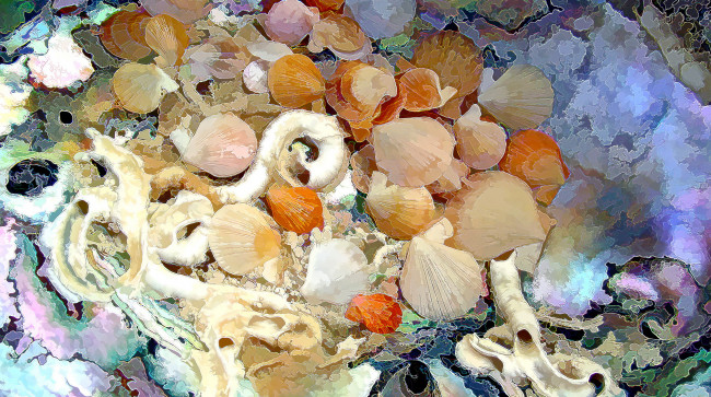 Обои картинки фото разное, компьютерный дизайн, ракушки