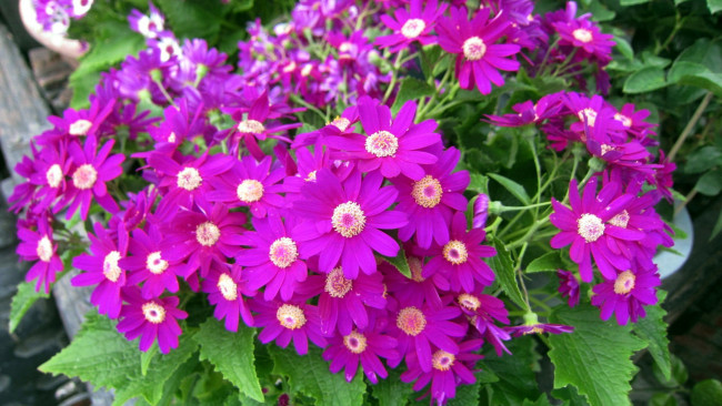 Обои картинки фото цветы, цинерария, розовый