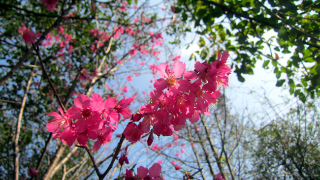 Обои картинки фото цветы, цветущие деревья ,  кустарники, розовый