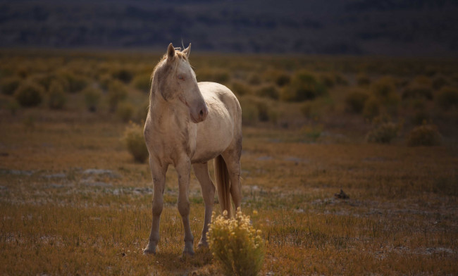 Обои картинки фото животные, лошади, лошадь