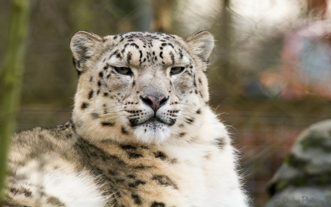 Обои картинки фото животные, снежный барс , ирбис, барс, морда