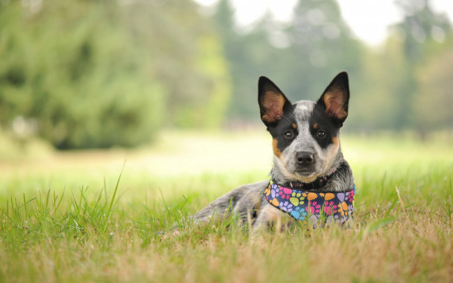 Обои картинки фото животные, собаки, лето, собака