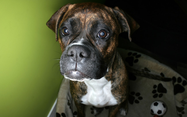 Обои картинки фото животные, собаки, мячик