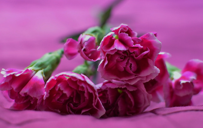 Обои картинки фото цветы, гвоздики, гвоздика