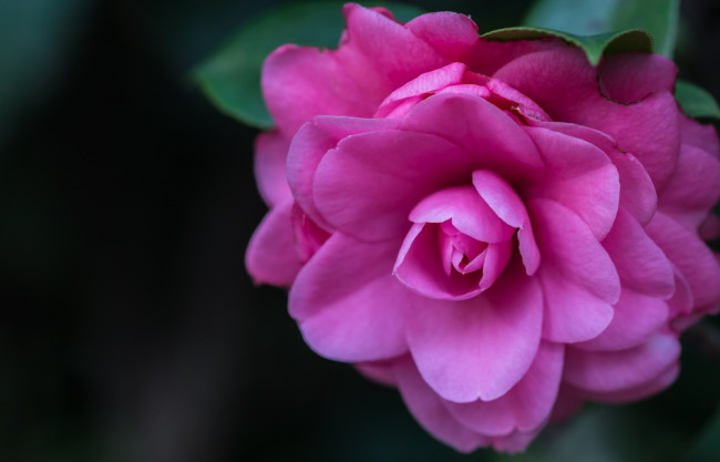 Обои картинки фото цветы, камелии, розовый