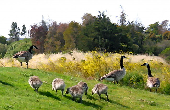 Обои картинки фото разное, компьютерный дизайн, животные, гуси