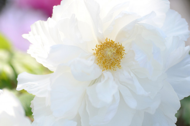 Обои картинки фото цветы, пионы, белоснежный