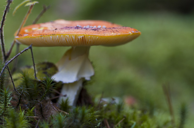 Обои картинки фото природа, грибы, гриб