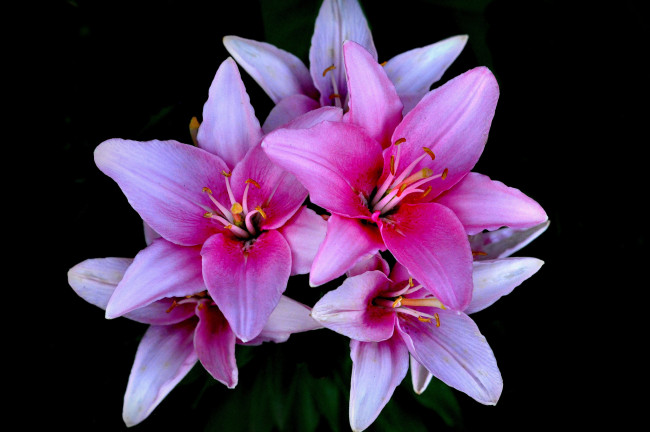 Обои картинки фото цветы, лилии,  лилейники