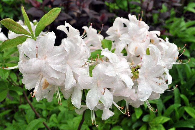 Обои картинки фото цветы, рододендроны , азалии, белый