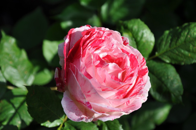 Обои картинки фото цветы, розы, пестрый