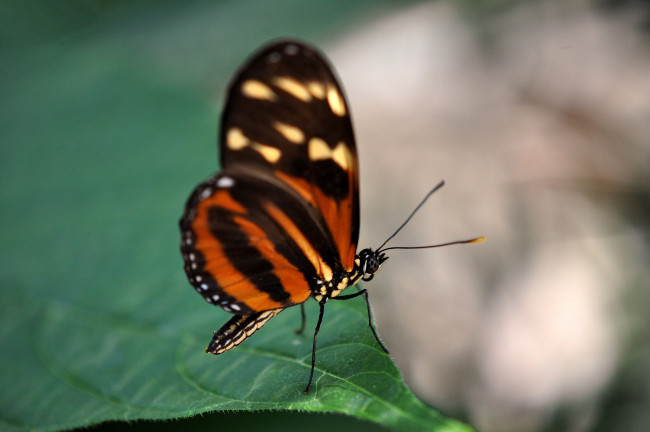 Обои картинки фото животные, бабочки, бабочка