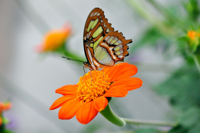 Обои картинки фото животные, бабочки, бабочка