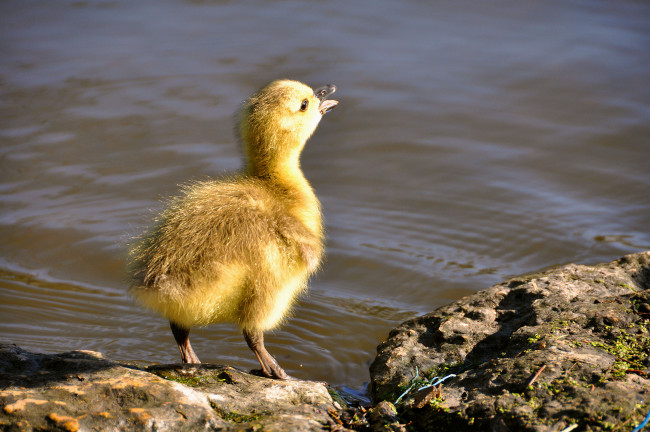 Обои картинки фото животные, утки, утенок
