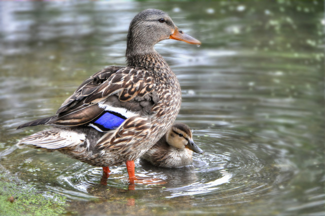 Обои картинки фото животные, утки, утенок, утка