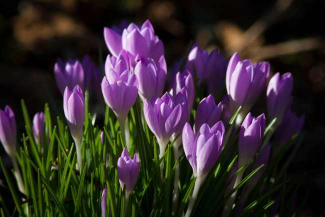 Обои картинки фото цветы, крокусы
