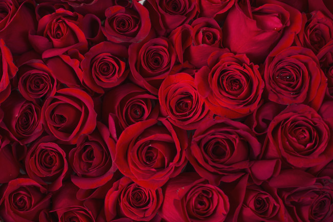 Обои картинки фото цветы, розы, море