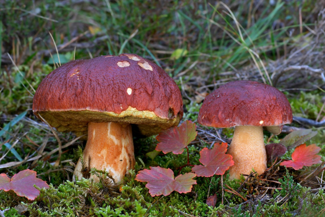 Обои картинки фото природа, грибы, боровики