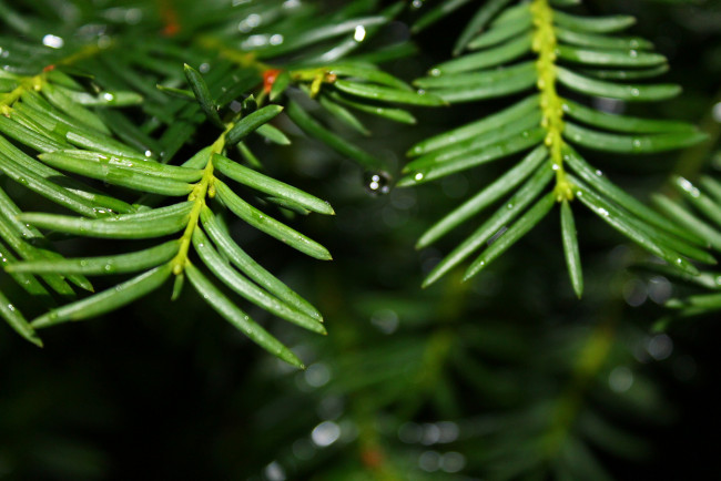 Обои картинки фото природа, макро, веточка