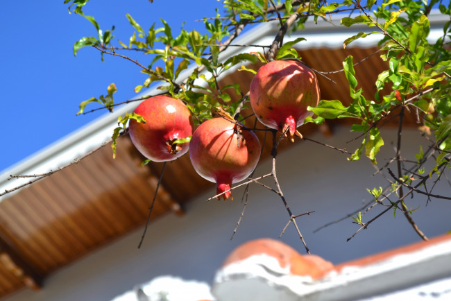 Обои картинки фото природа, плоды, гранат