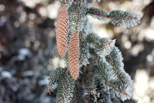 Обои картинки фото природа, шишки,  жёлуди,  каштаны, ветка, хвоя, иголки, снег