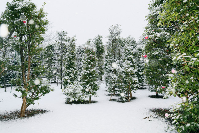 Обои картинки фото природа, зима