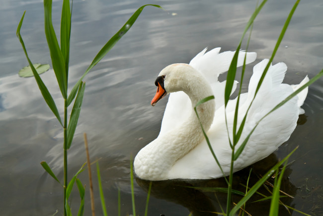 Обои картинки фото животные, лебеди, лебедь