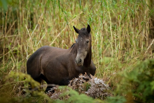 Обои картинки фото животные, лошади, лошадь, заросли