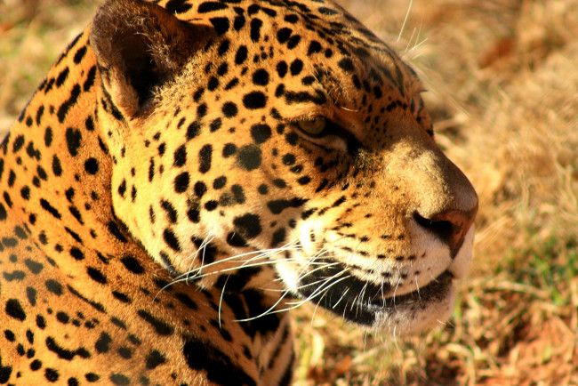 Обои картинки фото животные, Ягуары, ягуар