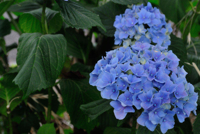 Обои картинки фото цветы, гортензия