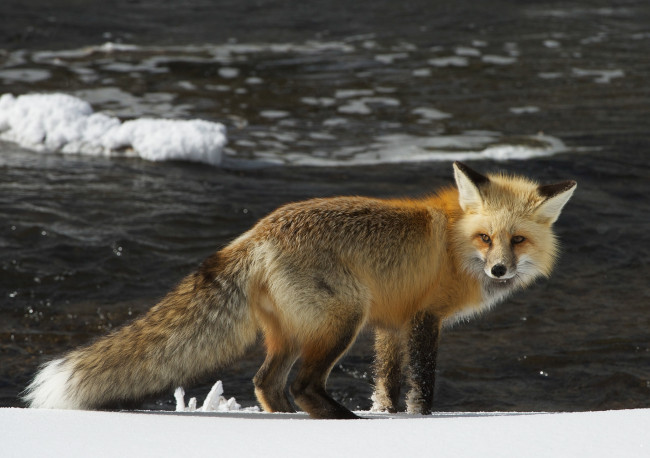 Обои картинки фото животные, лисы, рыжая