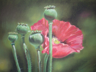 Картинка мак рисованное цветы