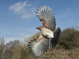 Картинка сойка животные сойки птичка