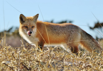 Картинка животные лисы лисичка