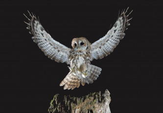 Картинка животные совы сова