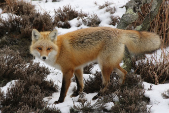 Картинка животные лисы лисичка