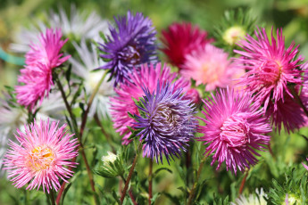 Картинка цветы астры разноцветные осень