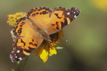 Картинка животные бабочки +мотыльки +моли бабочка