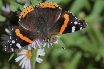 Картинка животные бабочки +мотыльки +моли бабочка