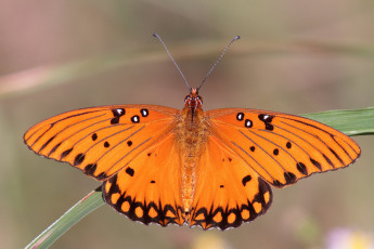 Картинка животные бабочки +мотыльки +моли бабочка