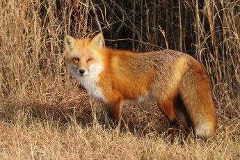 Картинка животные лисы лисичка