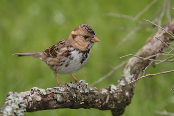 Картинка животные воробьи птичка