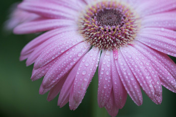 Картинка цветы герберы вода роса капли лепестки цветок