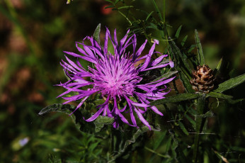 Картинка цветы луговые+ полевые +цветы листья сиреневый цветок макро чертополох