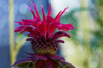 Картинка цветы сорняк цветок лепестки природа