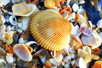 Картинка разное ракушки +кораллы +декоративные+и+spa-камни