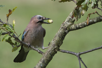 Картинка сойка животные сойки птичка